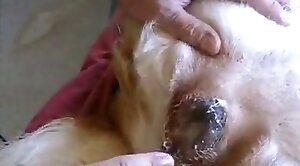 animal-porn,sex-movie